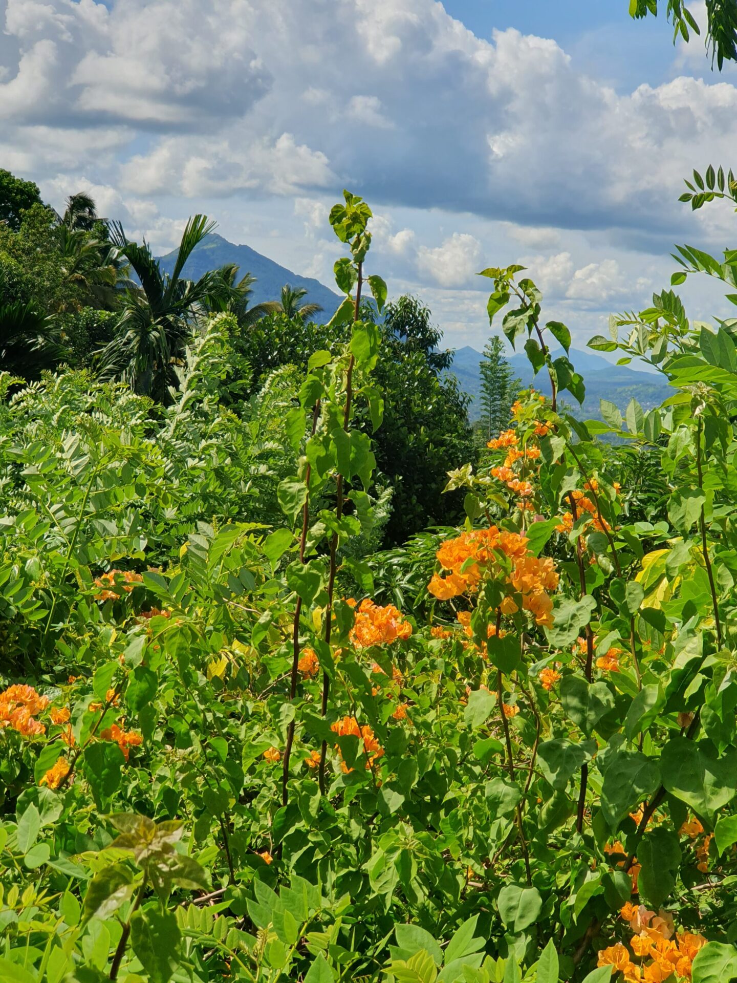 Bright yellow tropical flowers in the garden at Aarunya with the Knuckles Mountains rising in the background