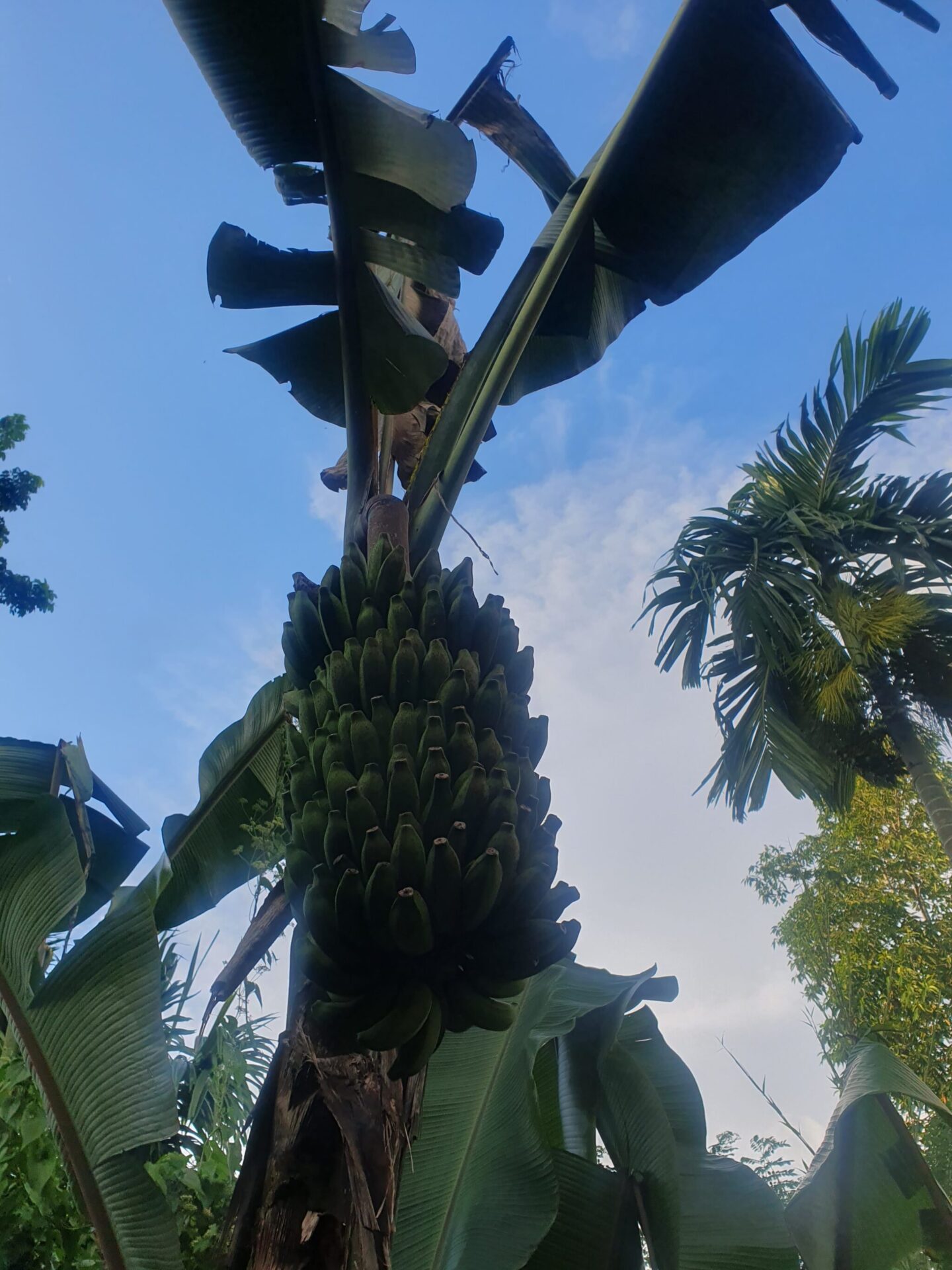 Banana trees growing in the tropical garden at Aarunya, part of the resort’s lush, biodiverse estate