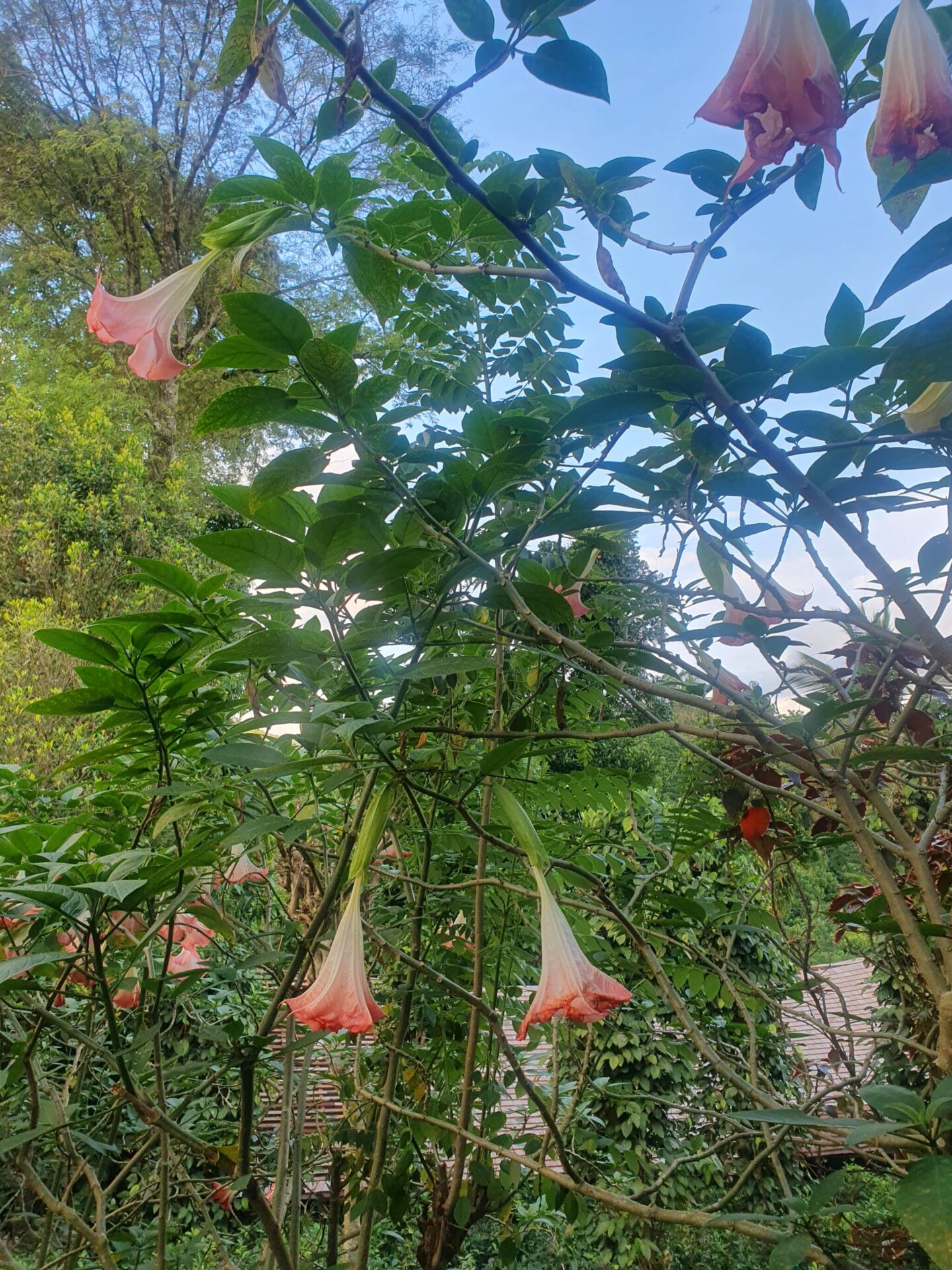 Close-up of a closed pink tropical flower at Aarunya, surrounded by lush greenery