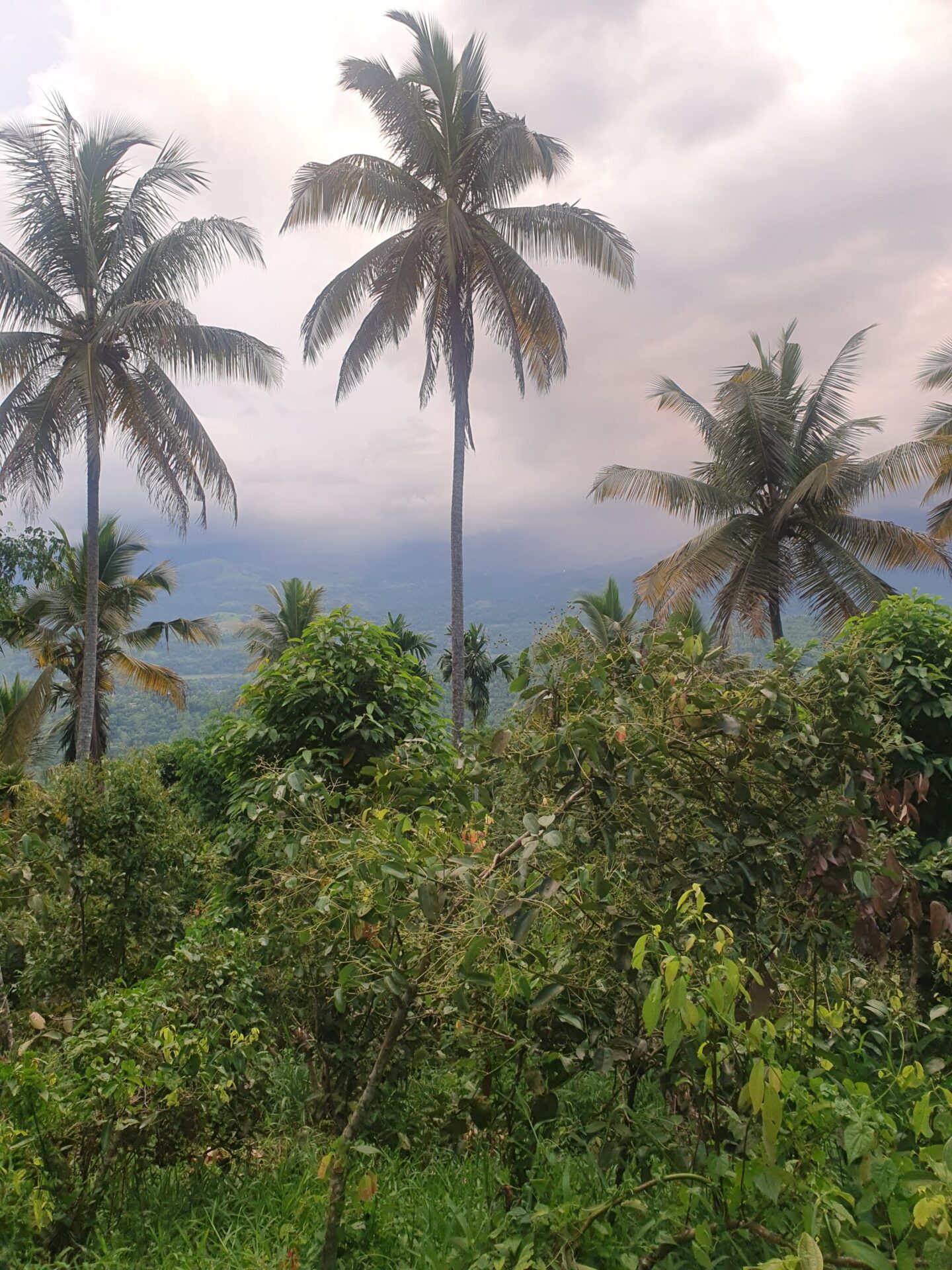 Panoramic view from Sol Sanctuary at Aarunya, overlooking tropical palm trees and the Knuckles Mountain Range