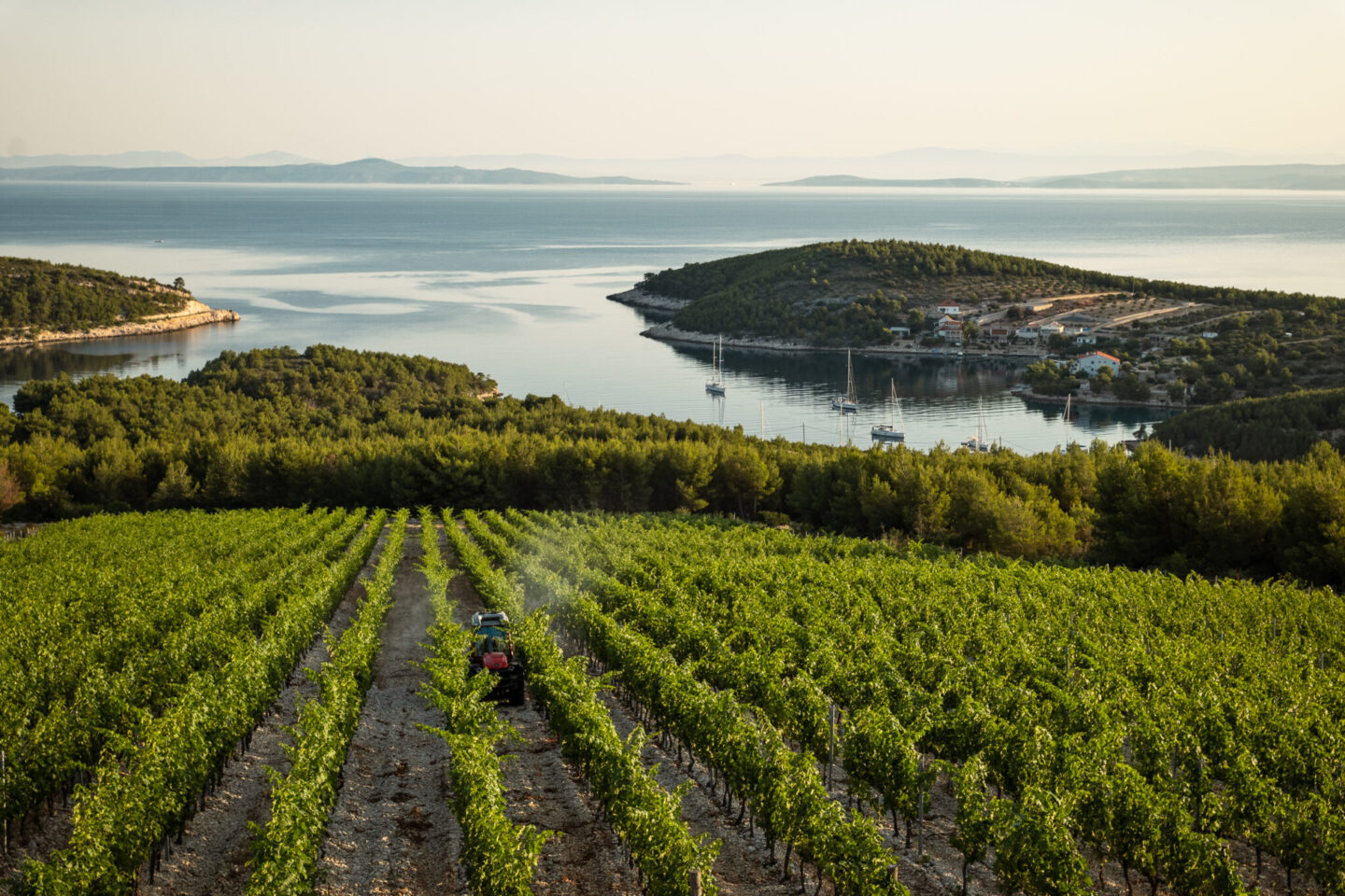 Vineyard on a hillside overlooking a calm Adriatic bay in Croatia, with sailboats anchored near a small coastal village and forested islands in the background.