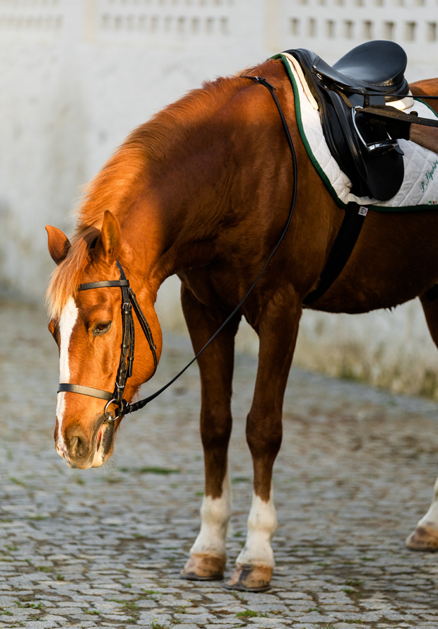Lusitanian horses