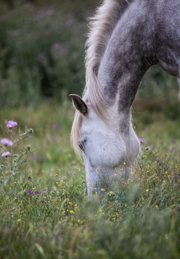Horse detail